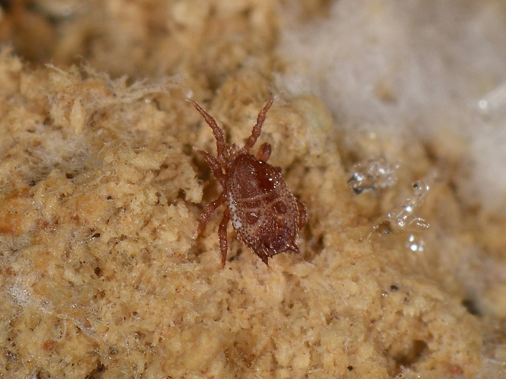 Acaro o zecca? Acaro Mesostigmata Sejidae: Sejus sp.